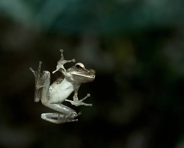 Photo of frog climbing on glass window