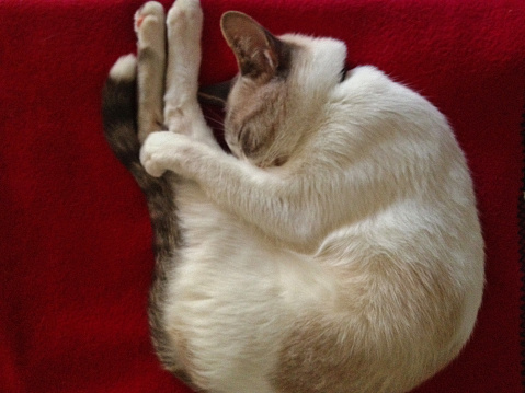Cat curled up sleeping on a red blanket.
