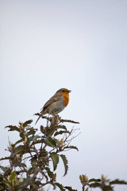 Singing European Robin (Erithacus rubecula).