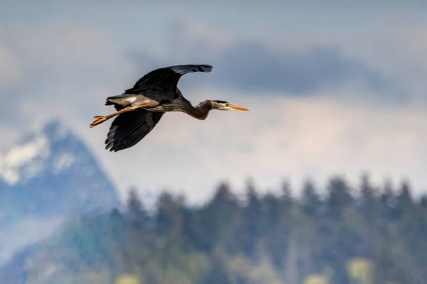 great blue heron flying, Burnaby, BC, Canada