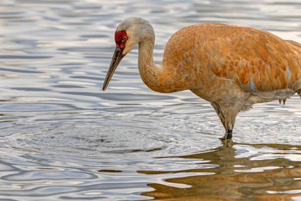 istock sandhill crane walking in shallow water 1394675045