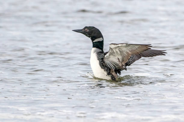 istock Common Loon (Gavia immer) flapping in the sea water, Surrey, BC, Canada 1394675086