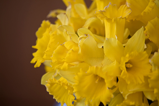 Daffodils flower arrangement in closeup against a dark brown background, Scotland, United Kingdom