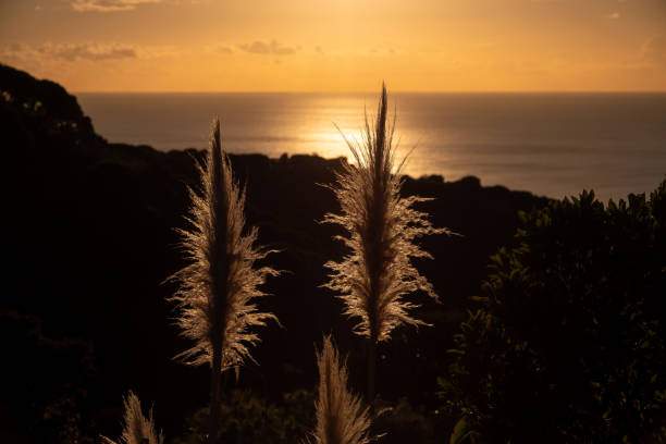 Dry Pampas plant at sunset