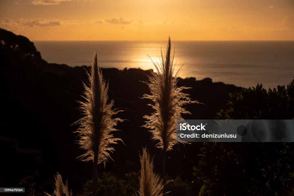 Dry Pampas plant at Sunset Dry Pampas plant at sunset Flower Stock Photo