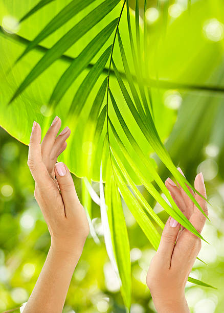 Beautiful Female Hands on the green background stock photo