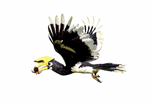 Great hornbill eating crab isolated on white background.