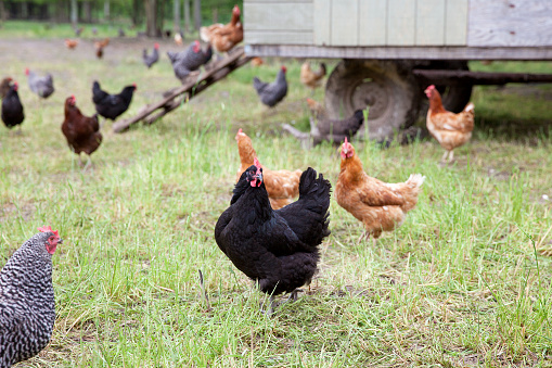 A chicken stands in the center, facing the camera, as a group of black, brown, and spotted chickens walk around the grass near a chicken coop on a farm.