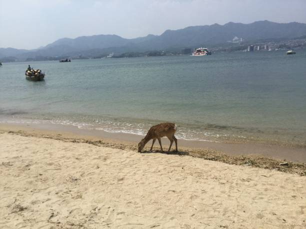 istock Deer walking along the beach in Miyajima 1394685257