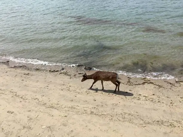 Photo of Deer walking along the beach in Miyajima