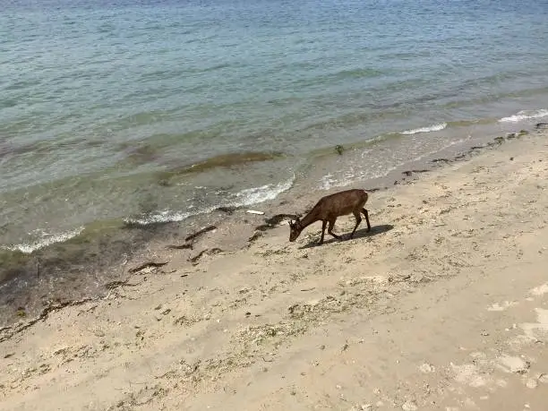 Photo of Deer walking along the beach in Miyajima