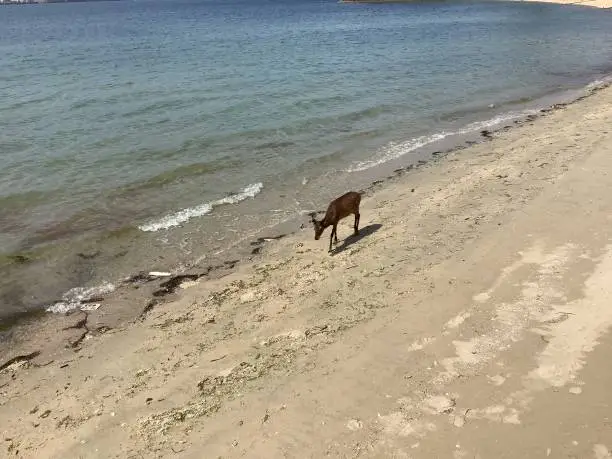 Photo of Deer walking along the beach in Miyajima