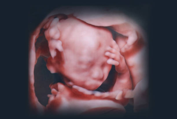 태아의 3d 사진 - ultrasound human pregnancy ultrasound machine medical exam 뉴스 사진 이미지