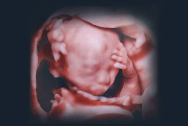 3D pictures of the fetus 3D pictures of the fetus uterus photos stock pictures, royalty-free photos & images