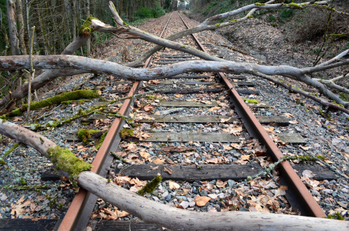 After a wind storm the trees cover the rail road tracks blocking the path of the train.