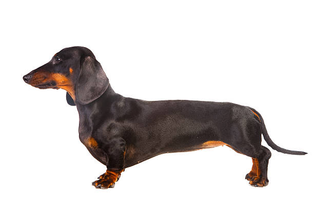 istock Dachshund Dog on isolated white 139469081