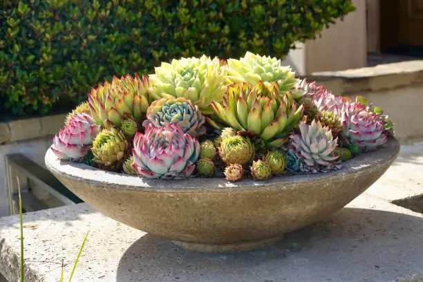 Garden planter with assorted succulents on display
