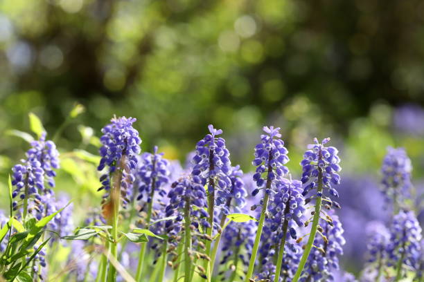 istock Muscari flowers bloom in Spring season 1394691635