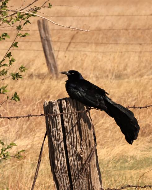 лодка хвостатые grackle - quiscalus стоковые фото и изображения