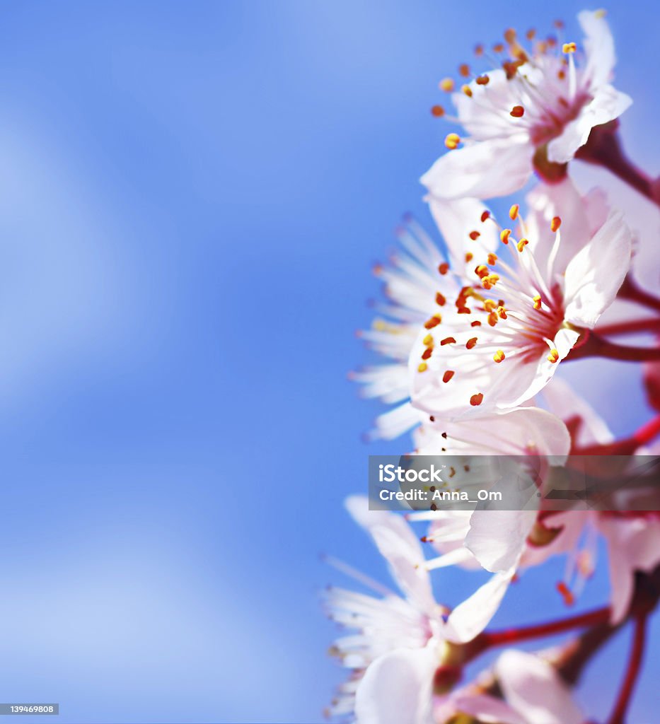 Flor de cerejeira - Royalty-free Ao Ar Livre Foto de stock