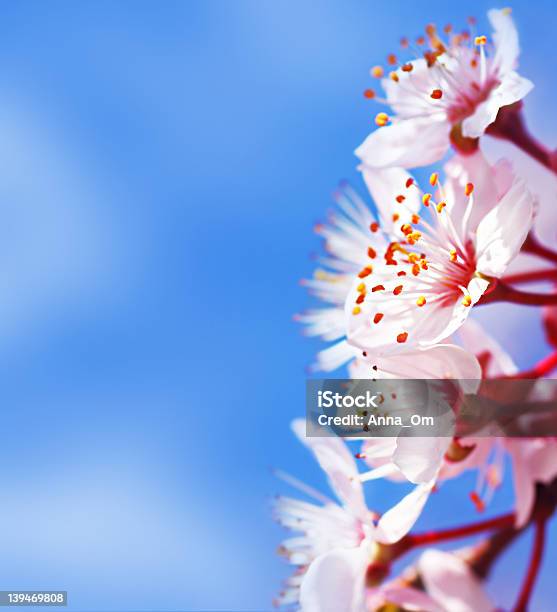 Flor De Cerejeira - Fotografias de stock e mais imagens de Ao Ar Livre - Ao Ar Livre, Azul, Beleza natural