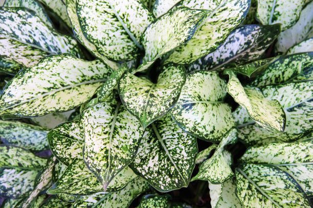 istock Aglaonema (Phetnamnueng) or Chinese Evergreen , green white leaf patterns natural plant on background 1394702717