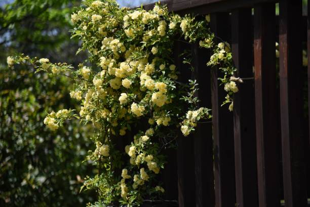 istock Banksia rose flowers. 1394703821