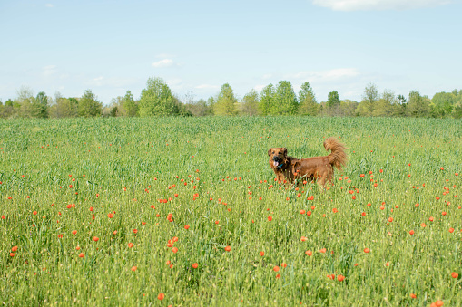 Golden retriever mix in a field of green grass with red spring wild flowers