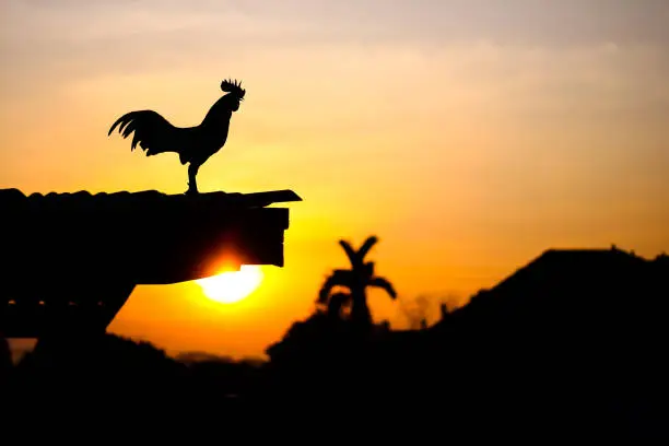 Sunrise silhouette rooster crowing on roof home on sky background in the morning background