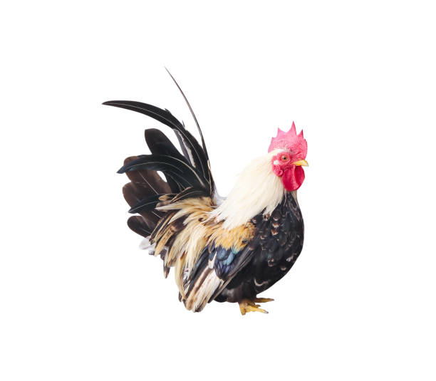istock Tropical bantam (Gallus gallus) looking isolated on white background, clipping path 1394705503