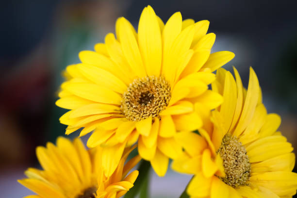 istock Yellow gerbera or barberton daisy flowers blooming on background 1394707230