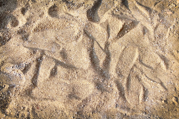 istock Sand with walking shoes natural brown background top view 1394707352