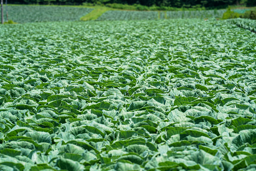 Highland cabbage field