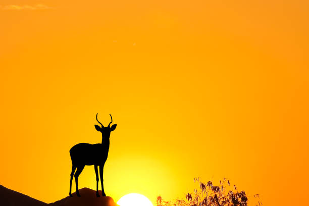 istock Silhouette single dear with horn standing on orange sky and sunrise nature background 1394709086
