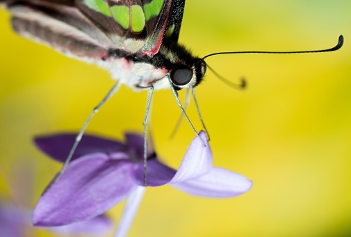 Butterfly on purple flower - animal behavior.