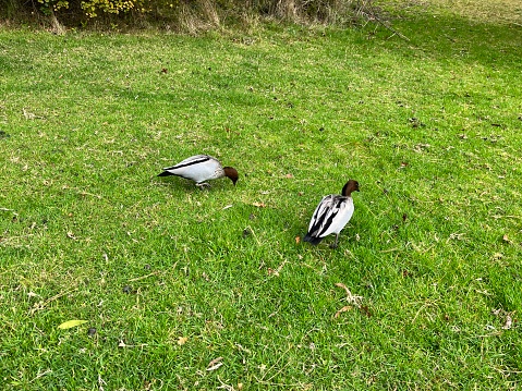 Ducks feeding on lawn