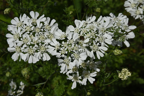 Orlaya grandiflora'White Lace' flowers. Apiaceae evergreen perennial plants. The flowering season is from April to July.