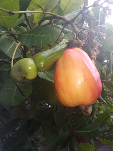 istock Cashew fruit season is coming 1394710702