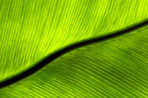 istock Closed up Green Bird's nest Fern leaf. 1394710843