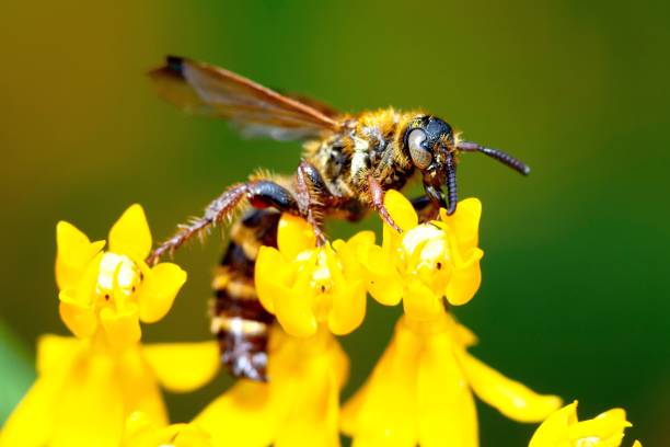 istock Closed up bee on yellow flower's pollen. 1394711515