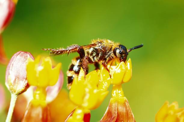 istock Closed up bee on yellow flower's pollen. 1394711519