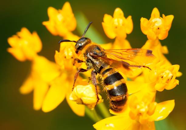 istock Closed up bee on yellow flower's pollen. 1394711533