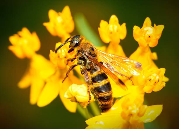istock Closed up bee on yellow flower's pollen. 1394711541