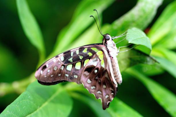 istock Butterfly on green branch - animal behavior. 1394712512