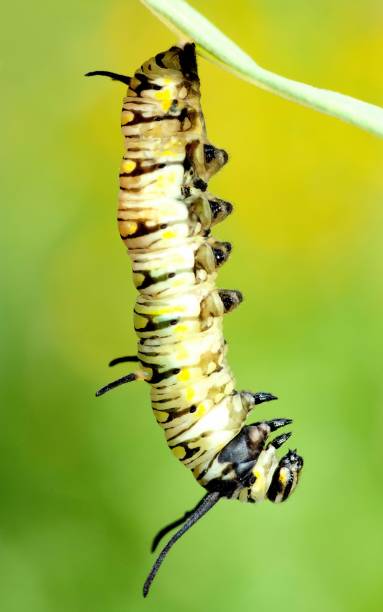 istock Caterpillar on green leaf - animal behavior. 1394715920