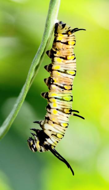 istock Caterpillar on green leaf - animal behavior. 1394715923