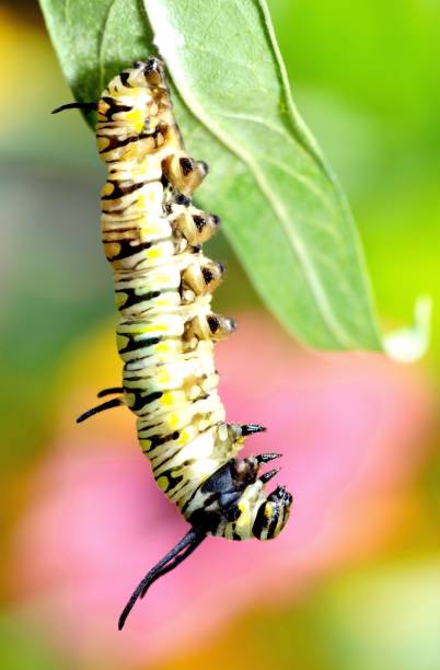 istock Caterpillar on green leaf - animal behavior. 1394715934