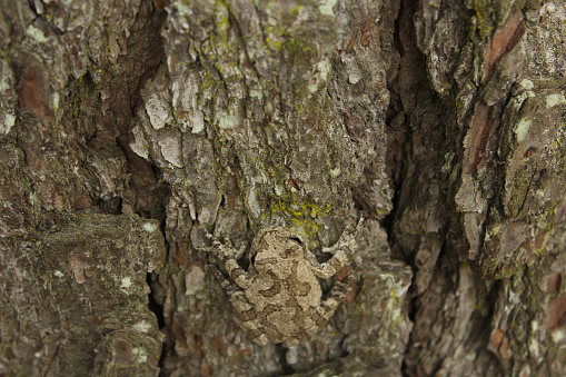 Gray Tree Frog Hyla chrysoscelis on pine tree in East Texas