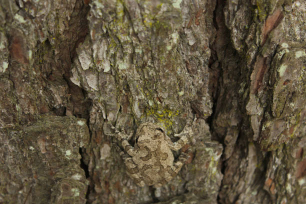 Gray Tree Frog Hyla chrysoscelis on pine tree in Eastern Texas stock photo