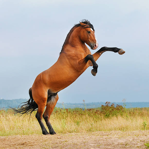 istock bay horse rearing up on the meadow 139472047